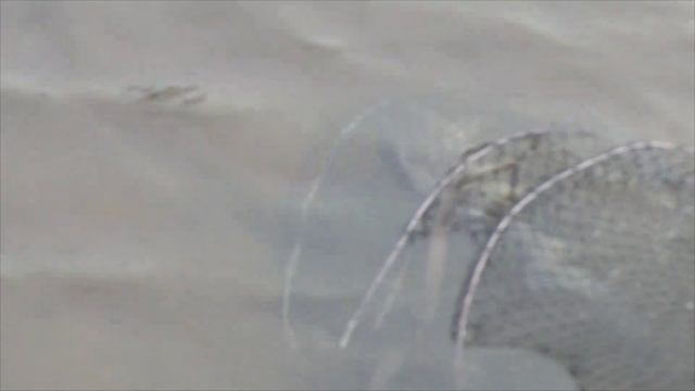 Рыбалка в Киеве. Большой карась на Русановском канале смотреть онлайн