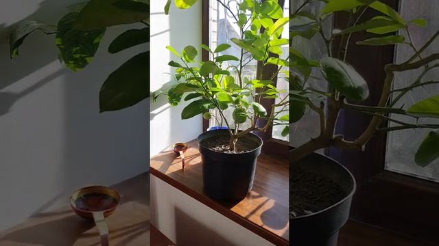 любуюсь новым лимонным деревом. оно было выращено черенком без прививки! смотреть онлайн