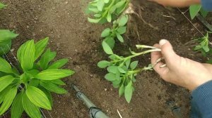 Альстромерия.Разделение корней.Пересадка.