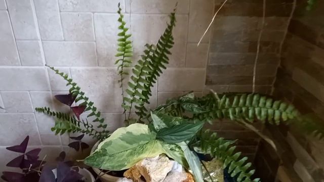 Что это.....чёрный орех?!# Что же я купила на выставке цветов.... Hoya fitchii....# смотреть онлайн