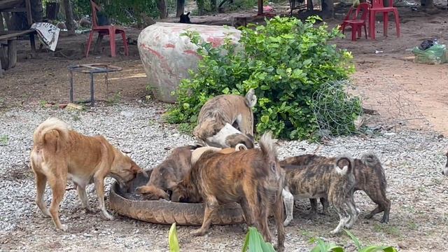 Brown dog angry with her child, Rescue poor dog gives food is good way they are happy смотреть онлайн