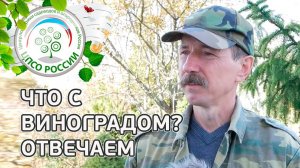 #1 ЧТО С ВИНОГРАДОМ??? Как определить вызрела ли лоза винограда.