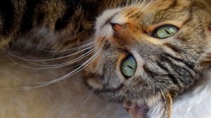 Классическая музыка для исцеления больных собак и кошек   1 ЧАС