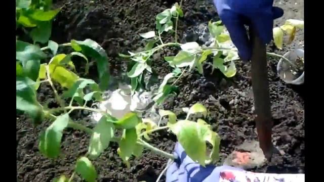 Как посадить ПОМИДОРЫ в открытый грунт смотреть онлайн