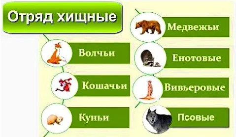 Зоология Семейство хищные. смотреть онлайн
