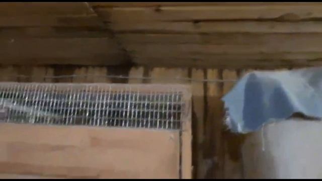Небольшой перепелятник с неплохим доходом смотреть онлайн