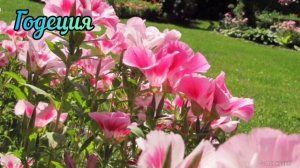 Цветы без рассады. Сажаем семена прямо в грунт.