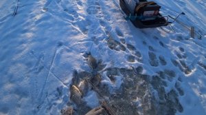 Сибирский Странник 2021 спасает рыбалку или как мы нахерачили карасей Рыбалка на паук - хапугу зимо