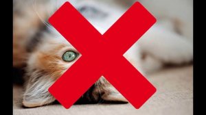 ПОЧЕМУ НАДО НЕНАВИДЕТЬ ВЕСНУ?