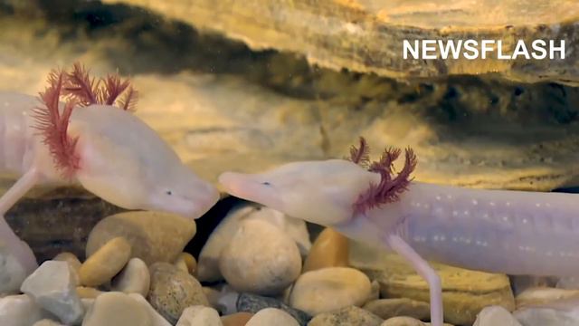 Rare Texas Blind Salamanders