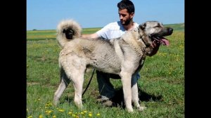 Кангал Описание породы