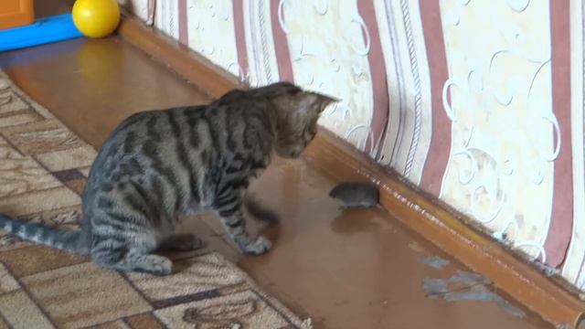 Добрая кошка Герда смотреть онлайн