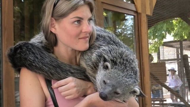Бини - Бинтуронг, Кошачий Медведь, на прогулке! Bini - Binturong, Cat Bear, For A Walk!