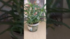 Алоэ как его поливать или сколько раз его поливать