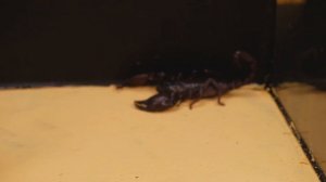 ЧТО БУДЕТ ЕСЛИ СКОРПИОН УВИДИТ БОГОМОЛА? ВЕРСУС СКОРПИОНА И БОГОМОЛА! ЗВЕРСКАЯ БИТВА - ПРОДОЛЖЕНИЕ