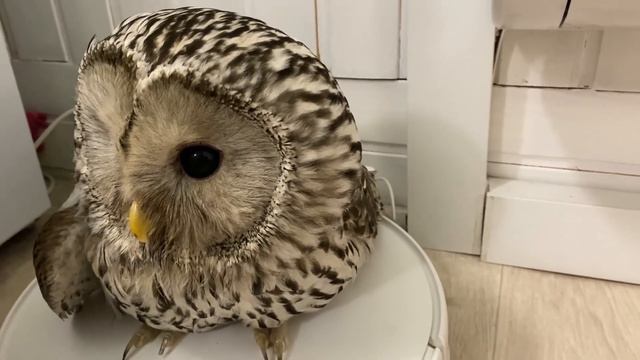 РЕБОРН ЛИАМ И СОВА #реборн #rebornbaby #куклареборн