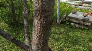 Как снизить высоту старой сливы?Омолаживаем старую сливу.Как формировать чашу на старом дереве?