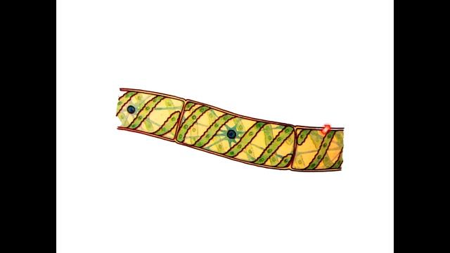 Ботаника. Водоросли