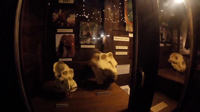 Expedition Everest (Full Ride & Queue) POV, Animal Kingdom, Walt Disney World смотреть онлайн