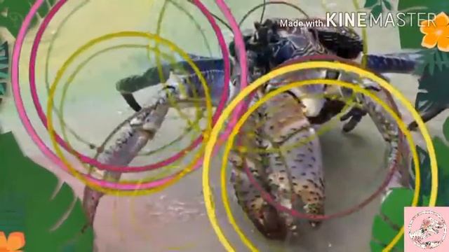 Кокосовый краб или пальмовый вор ( лат. Birgus latro ) смотреть онлайн