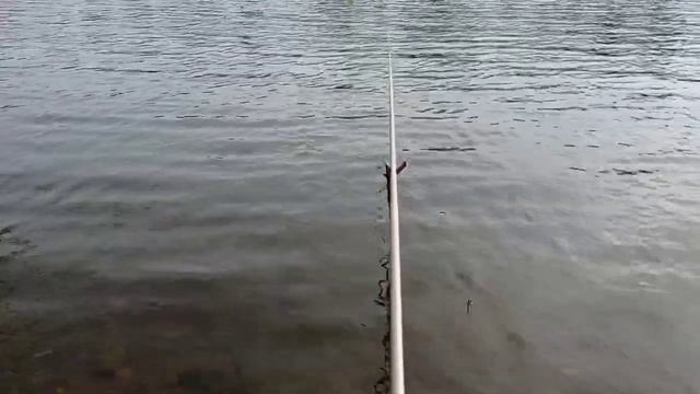 Ловля крупной ПЛОТВЫ! Рыбалка в Июне 2023! смотреть онлайн