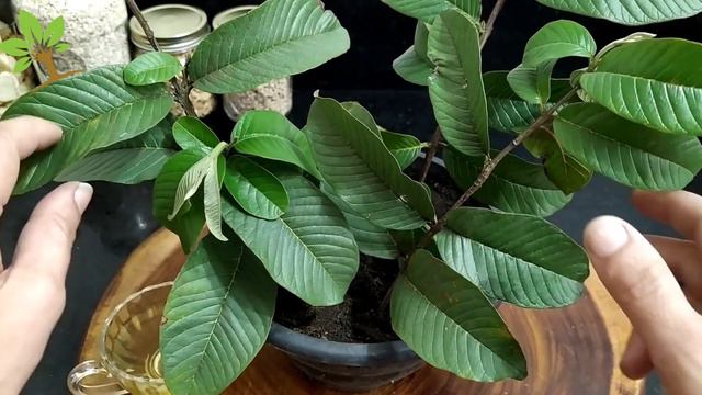 Apenas 1 folha dessa planta vale 1 mina de ouro (Você tem em casa?) смотреть онлайн