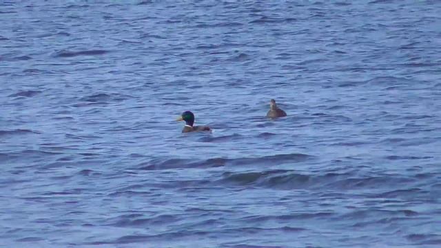 Одиночная охота на утку. Сутки в угодьях. Еда на костре. Норма добычи.