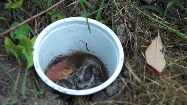 Как избавиться от слизней? Борьба со слизнями с помощью пива на огороде, народными средствами. смотреть онлайн