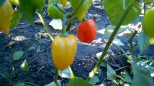 Habanero Red. Хабанеро красный, этот сорт один из серии самых острых сортов перца в мире.