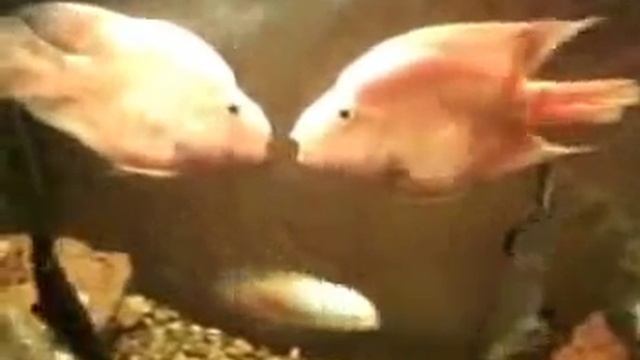 Рыбки целуются смотреть онлайн