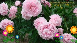 Пион молочноцветковый Леди Орчид. Краткий обзор, описание paeonia lactiflora Lady Orchid