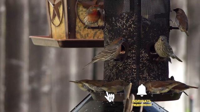 15 интересных фактов о воробьях смотреть онлайн