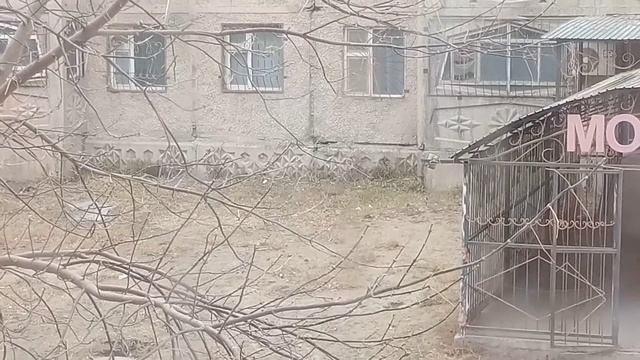 Грустная история про кошку Асю ?#кошки #истории #котики смотреть онлайн