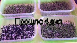 Проращивание Лук Халцедон