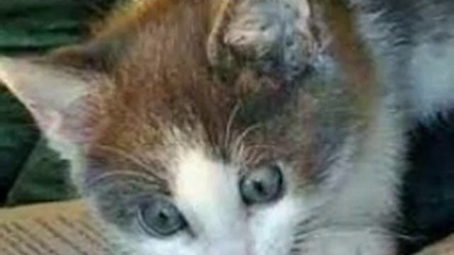 Смешные звери смотреть онлайн