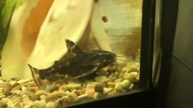 Сом Агамикс звездчатый Агамиксис белопятнистый смотреть онлайн