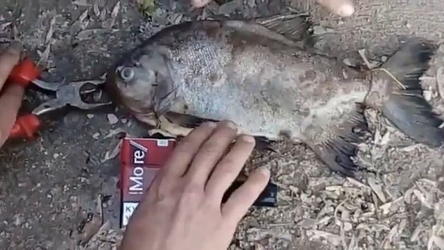 рыба пиранья уфа инорс смотреть онлайн