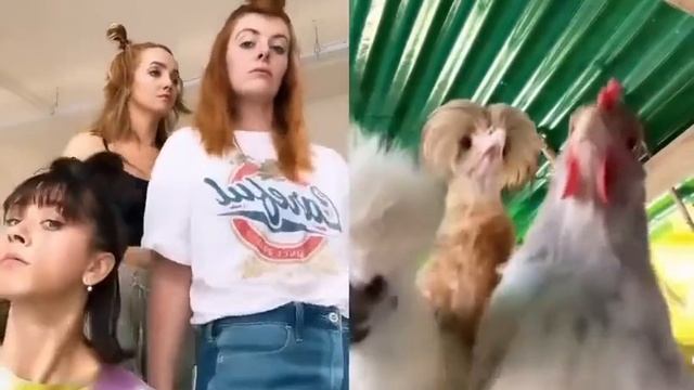 Как танцуют курицы) смотреть онлайн