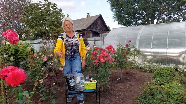 Об удобрении земли, о розах и груше #садоводство #удобрения #удобряемгрушу #оздоравливаемземлю смотреть онлайн