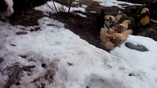 Молодые петушки привыкли к взрослым, никто не пристаёт. смотреть онлайн