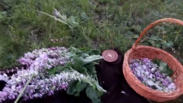 Шалфей Мускатный.