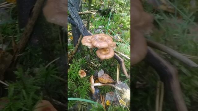 опенок осенний смотреть онлайн