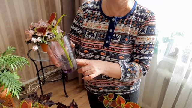 КОЛЕУС - черенкование после зимовки - итоги осеннего сохранения цветка смотреть онлайн