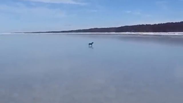 Baltic sea Dog chase. Slidotava uz Baltijas jūras ledus. смотреть онлайн