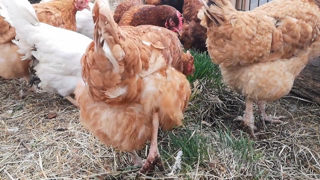 зелёные ёжики - подкормка для курей из навозной кучи смотреть онлайн