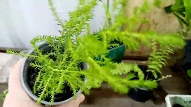 Цветочные покупки. В этот раз держала себя в руках.