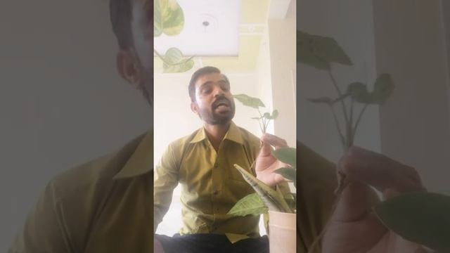 Syngonium Propagation In Water/How To Grow Syngonium Cutting In Water