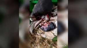 Роды морской свинки породы Скинни