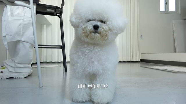 [CC] Vlog? 배찌베베를 위한 케이크 만들었어요?? / 강아지 수제 간식 [더 프리지아 EP.09]