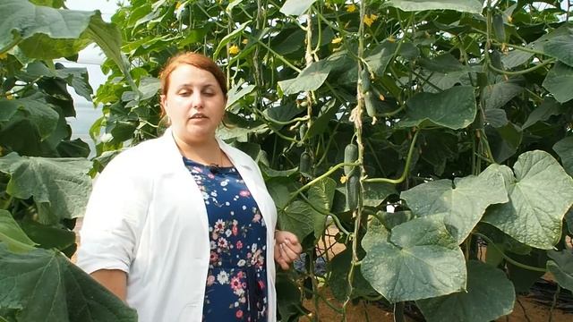 Огурец «Гармонист» — скороспелый, без горечи смотреть онлайн